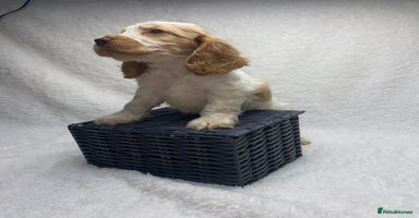 Cocker Spaniel dogs - Advert 7