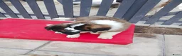 Saint Bernard dogs for sale: As of the 13th of August  just 2 girls available - Advert 6