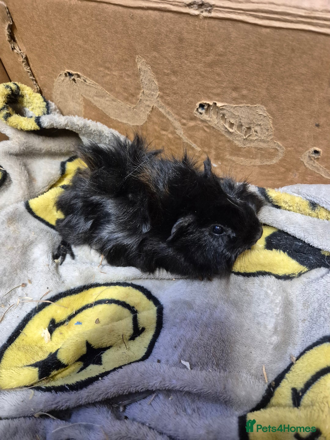 Guinea Pig rodents for sale: Pair of Bonded Baby Male Guinea Pigs For Sale  - Image 8