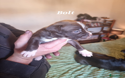 Mixed Breed dogs for sale: Stacksides litter - Image 16