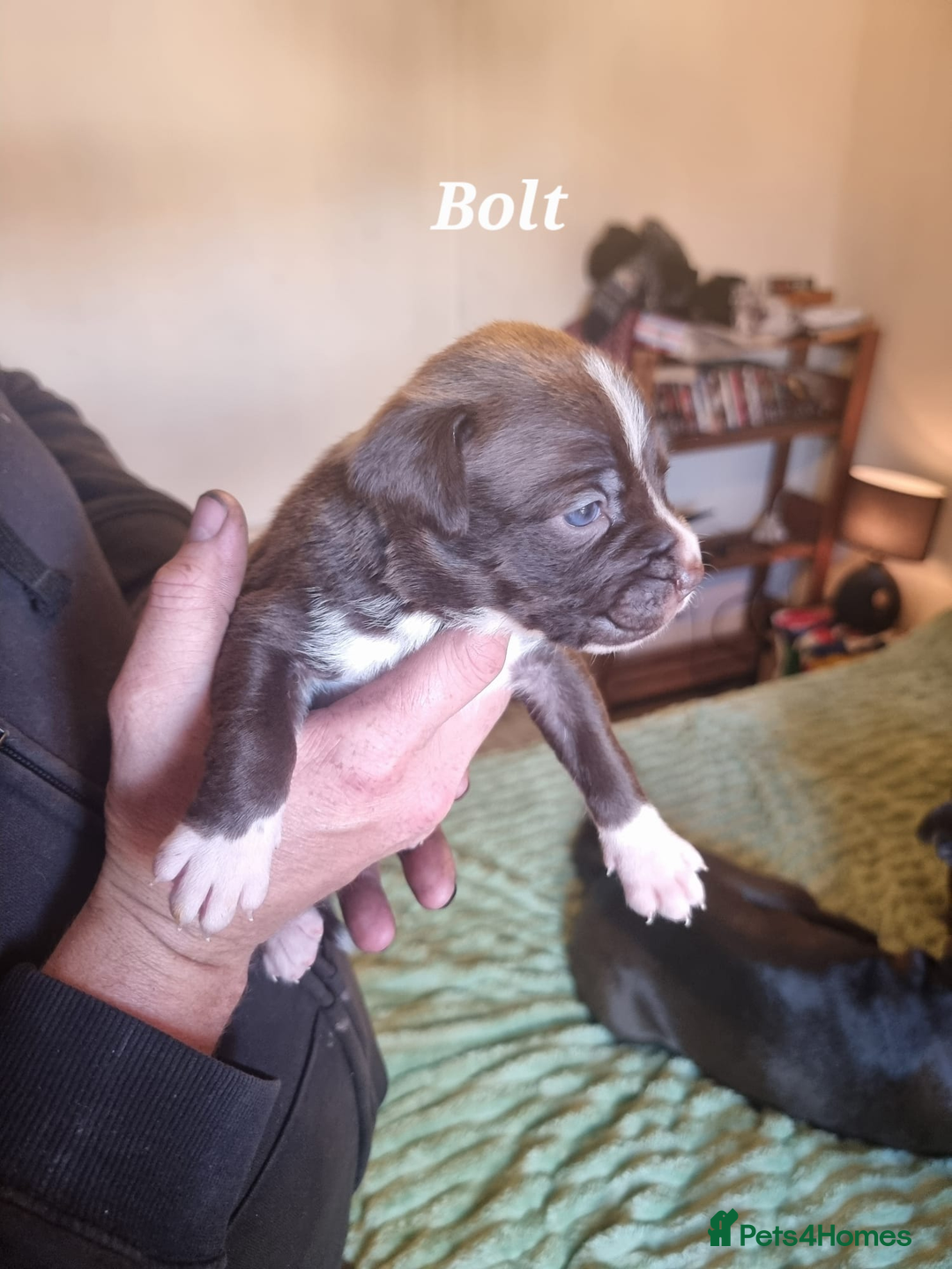 Mixed Breed dogs for sale: Stacksides litter - Image 16