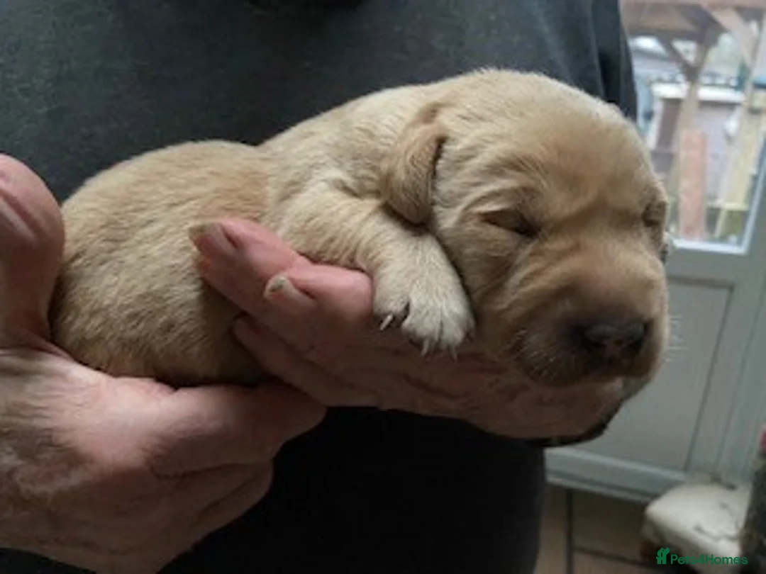 Labrador Retriever dogs for sale: Labrador Pups for Sale - Advert 6