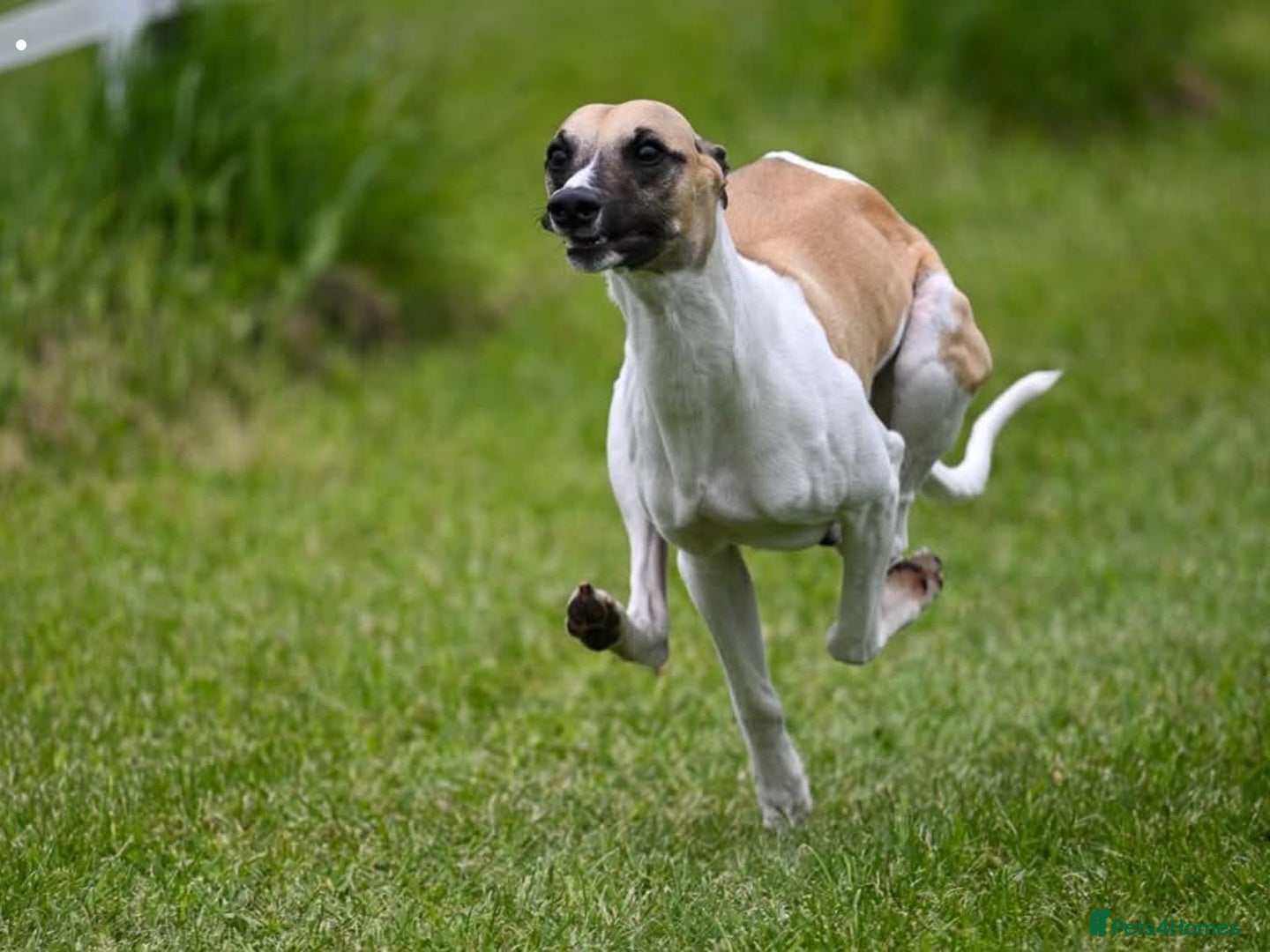 Whippet dogs Beautiful male whippet just turned 1 year old - Advert 2