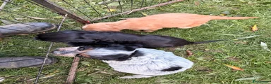 Cocker Spaniel 3