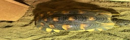 Tortoise reptiles for sale: Marginated Male Tortoise 4yrs old - Advert 6