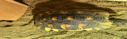 Tortoise reptiles for sale: Marginated Male Tortoise 5 year old - Advert 6
