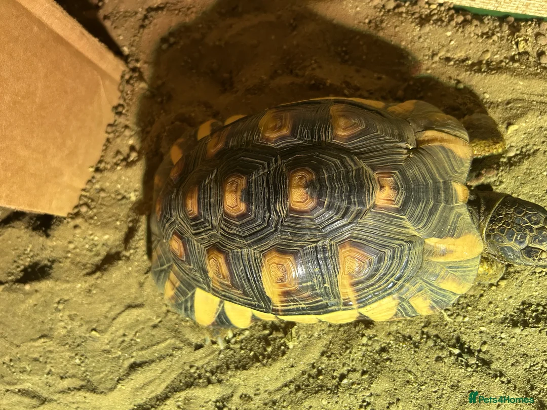 Tortoise reptiles for sale: Marginated Male Tortoise 5 year old - Advert 6