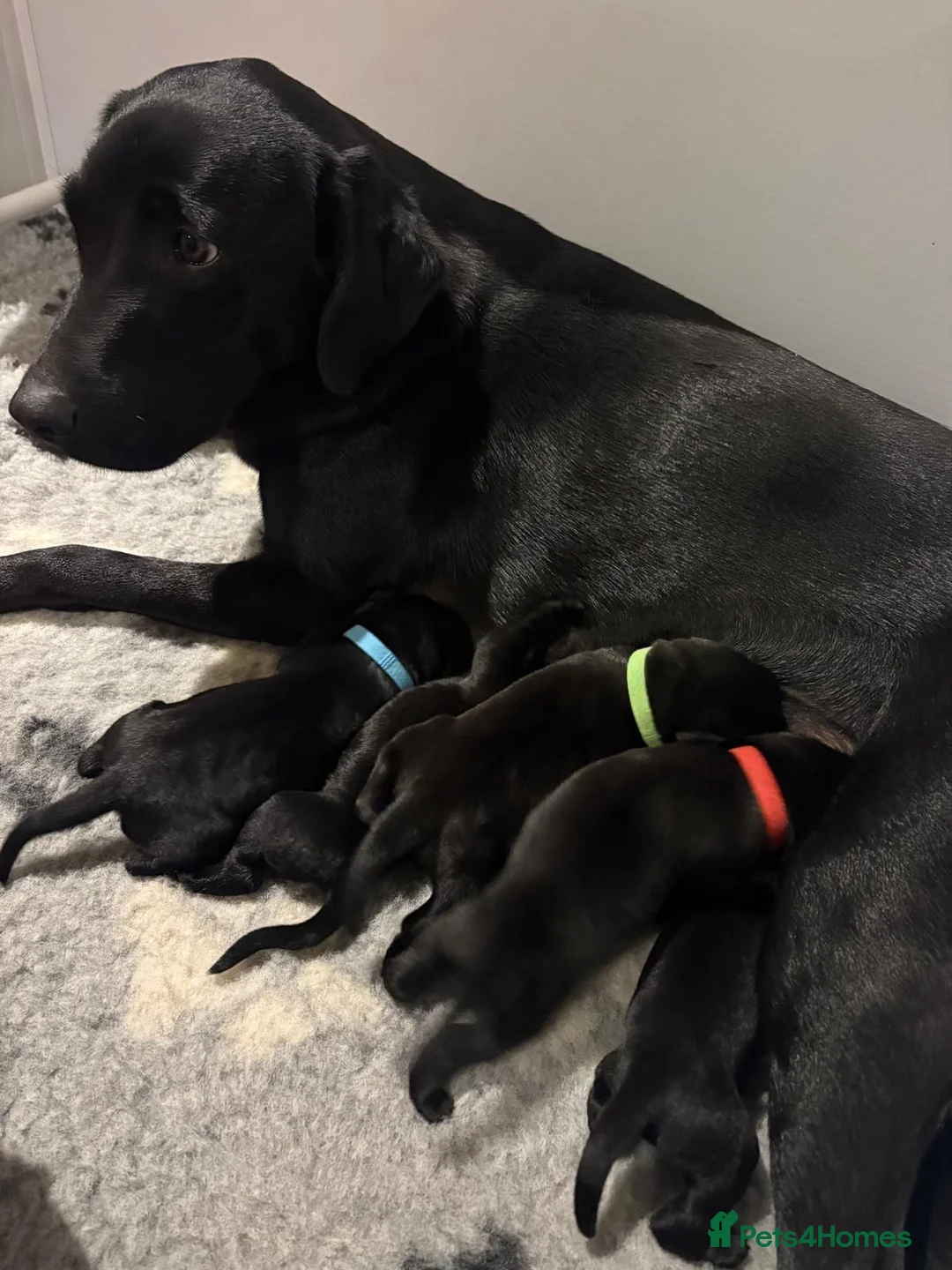 Labrador Retriever dogs for sale: KC Registered Labrador Puppies For Sale - Advert 7