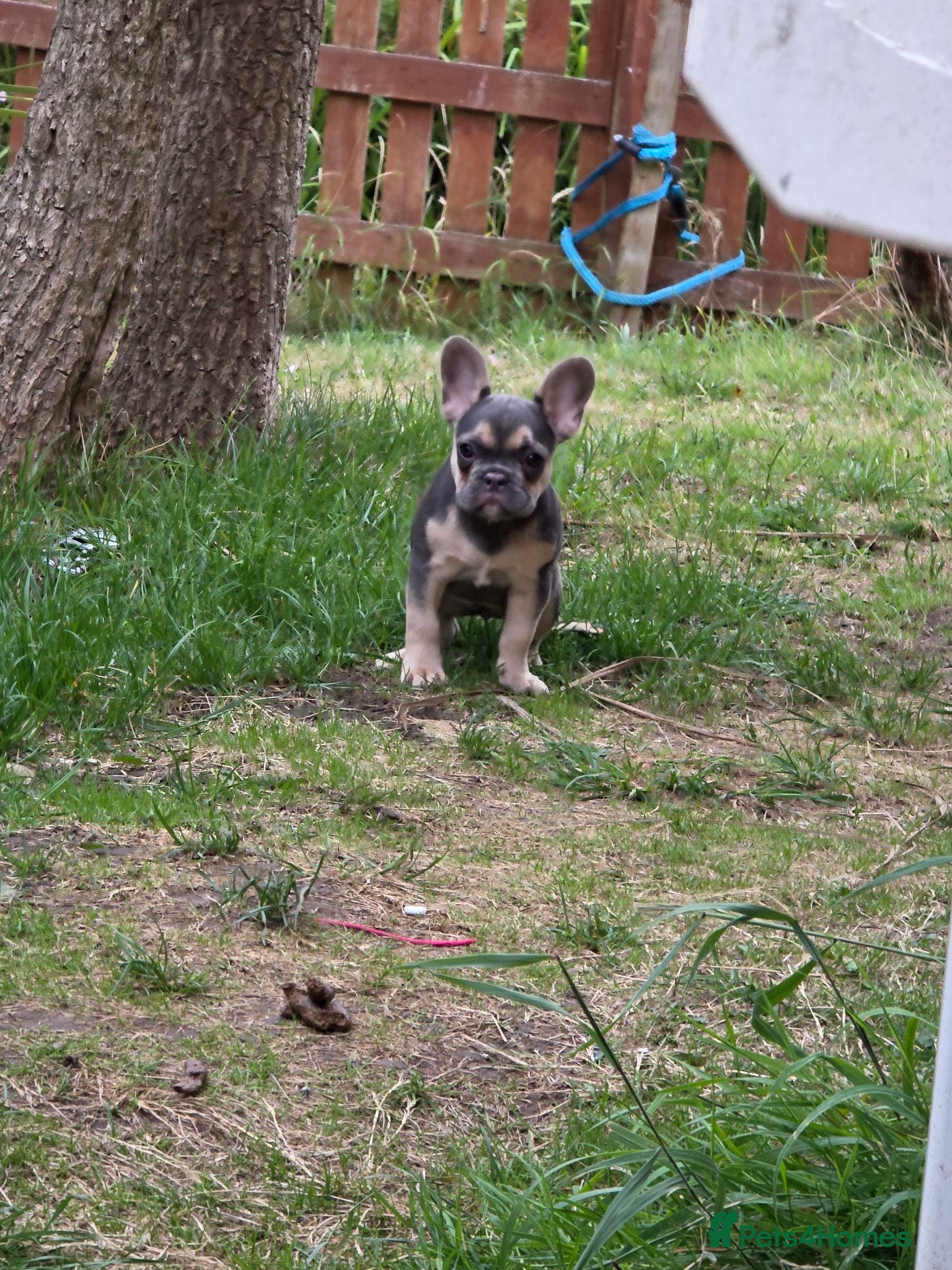French Bulldog dogs Kc reg female French bulldog - Advert 2