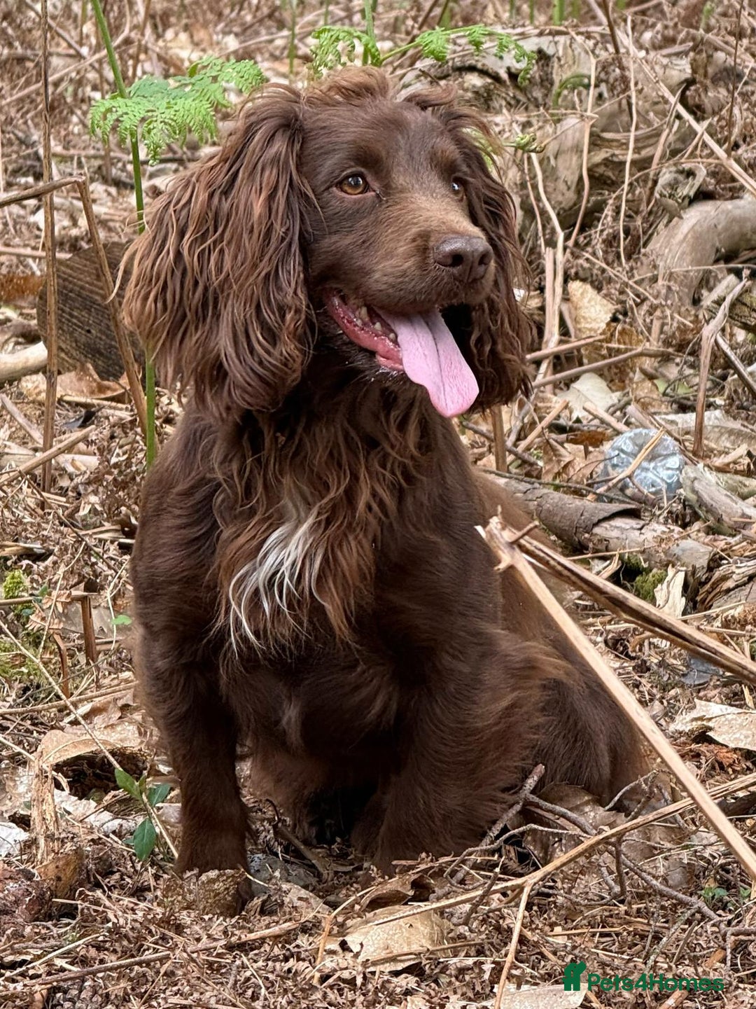 Cocker Spaniel dogs for stud: Working Cocker Spaniel at Stud - Advert 4