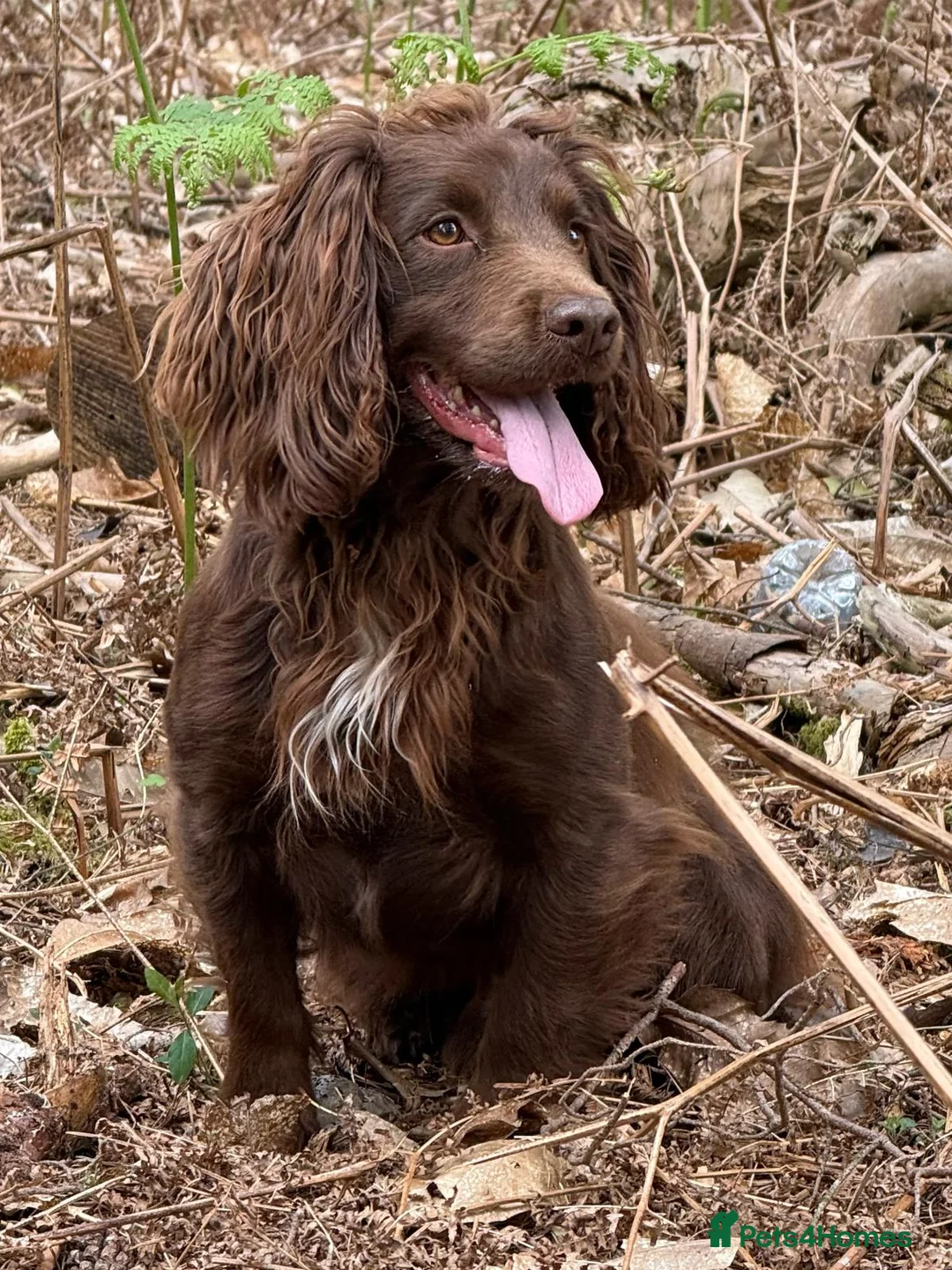 Cocker Spaniel dogs for stud: Working Cocker Spaniel at Stud - Advert 4