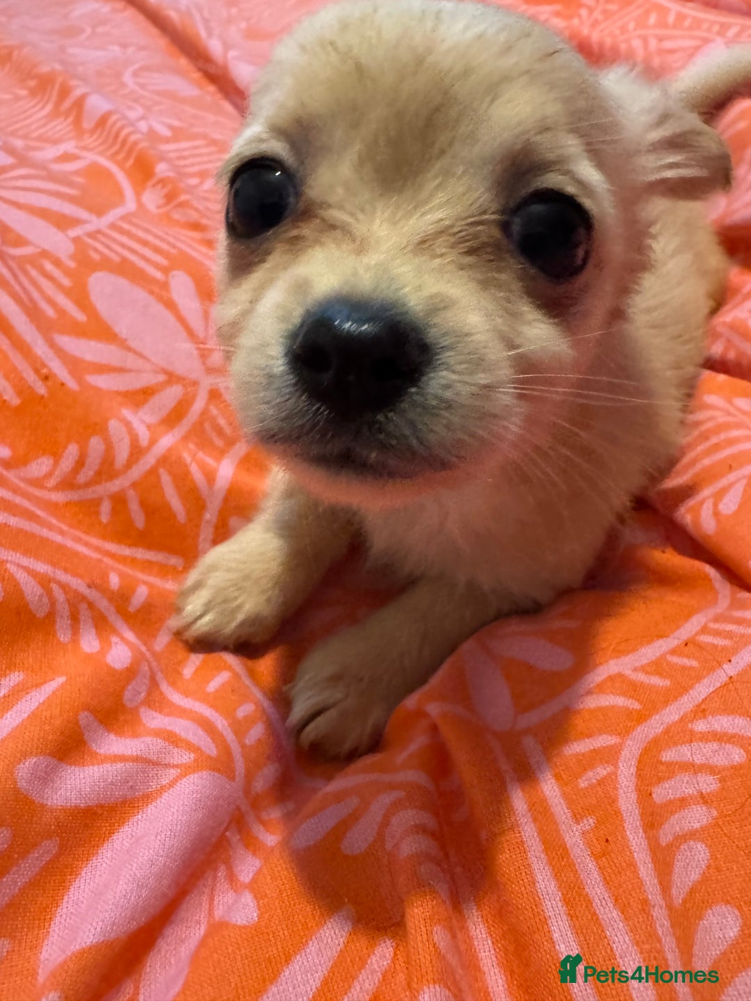 Chihuahua dogs for sale: chocolate boy black n tan boy creamish girl  - Advert 2