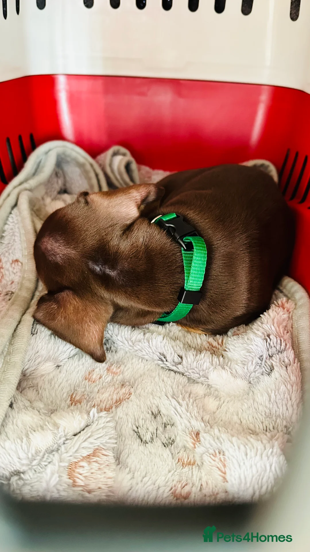 Miniature Dachshund dogs for sale: Trainer Raised Mini Dachshund Puppies - Advert 9