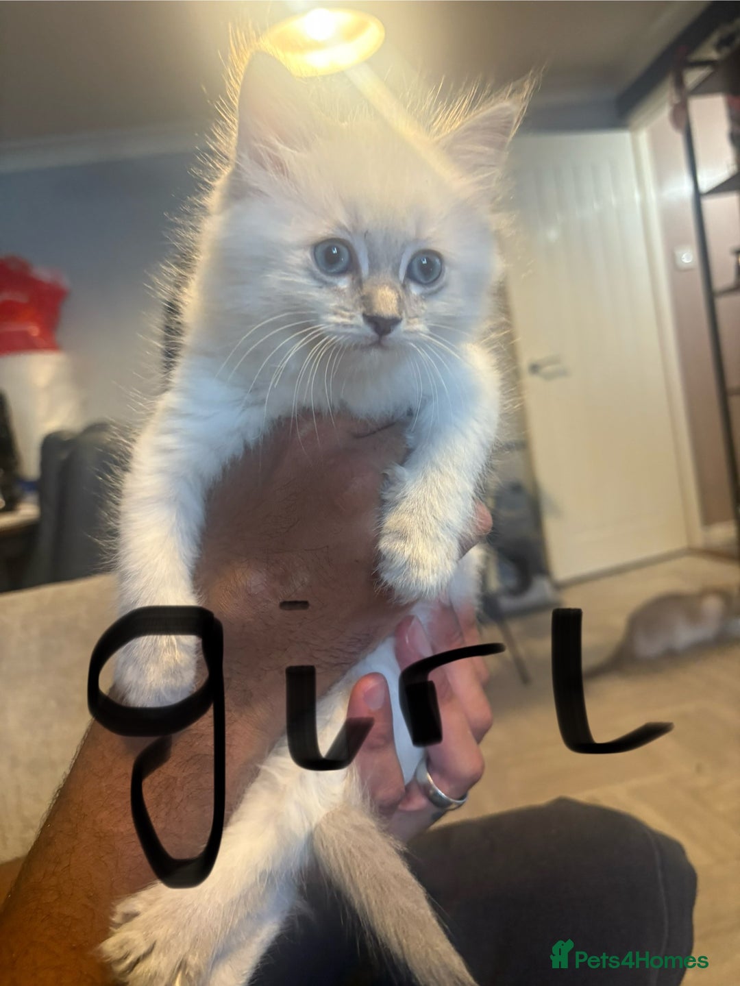 Mixed Breed cats for sale: Kittens  - Image 4