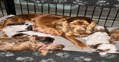 Cocker Spaniel dogs - Advert 3
