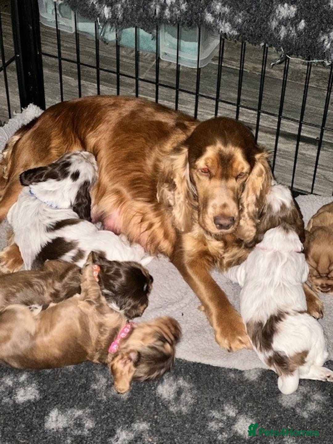 Cocker Spaniel dogs for sale: Stunning Show Cocker Spaniel Puppies - Image 2