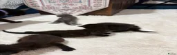 British Shorthair cats for sale:  4 Beautiful Kittens for sale 1 grey 3 Black  - Advert 10