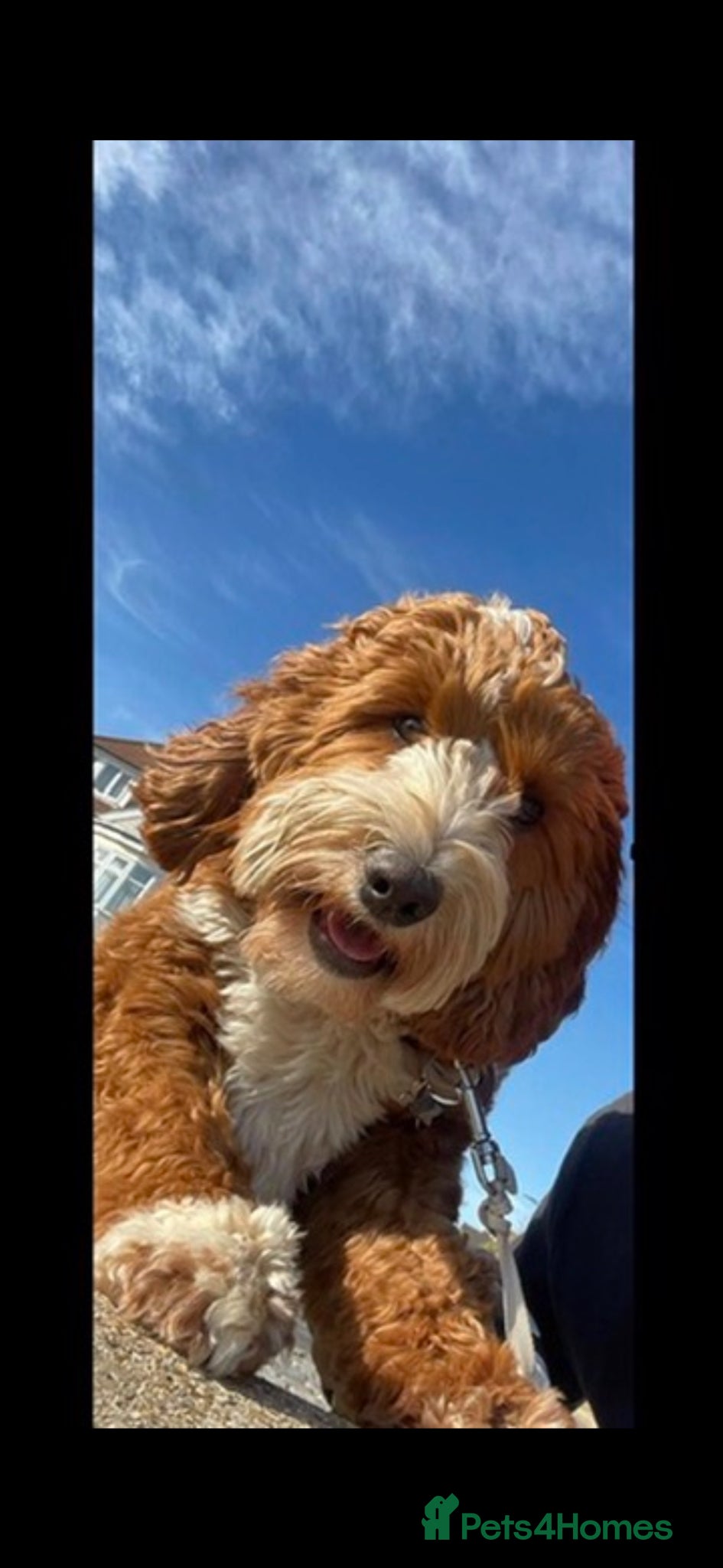 Labradoodle dogs Australian Labradoodles - Fully health tested - Advert 1