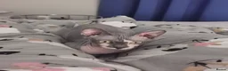 Sphynx cats for sale: sphynx cat for sale in Leeds - Advert 3