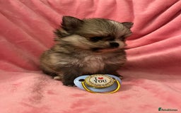 Pomchi dogs for sale: INCREDIBLE Thai/Korean pomchi READY 5th September  - Image 6