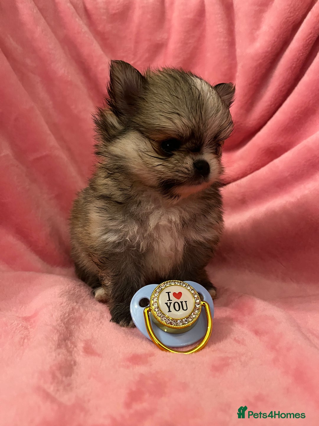 Pomchi dogs for sale: INCREDIBLE Thai/Korean pomchi READY 5th September  - Image 6
