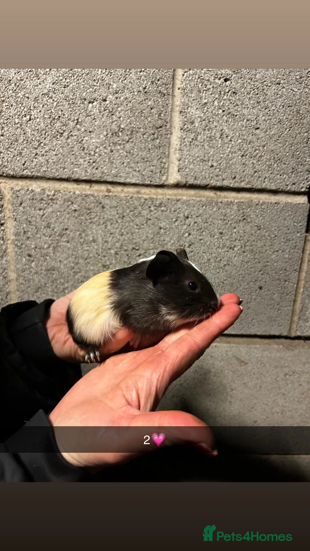 Guinea Pig rodents for sale: Five lovely guinea pigs all looking for new homes! - Advert 3