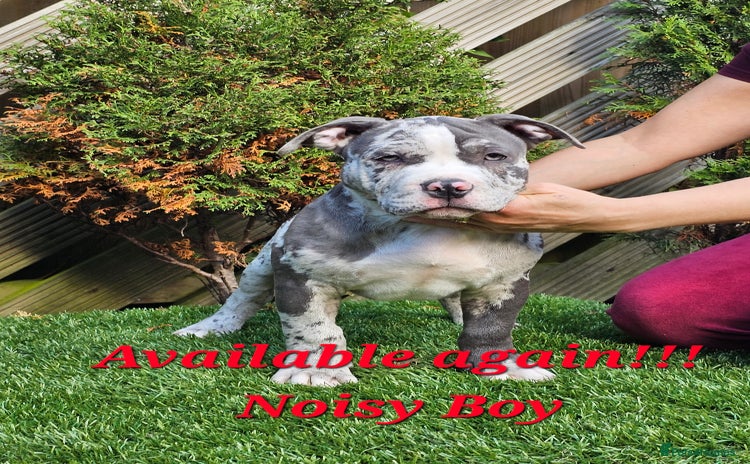 American Bully dogs - Advert 7