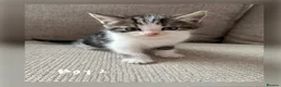 Mixed Breed cats for sale: Kittens for sale  - Advert 3