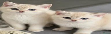 Scottish Fold Kitten 4