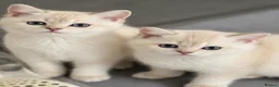 Scottish Fold cats for sale: SCOTISH STRAIGHT FEMALS KITTENS - Advert 11