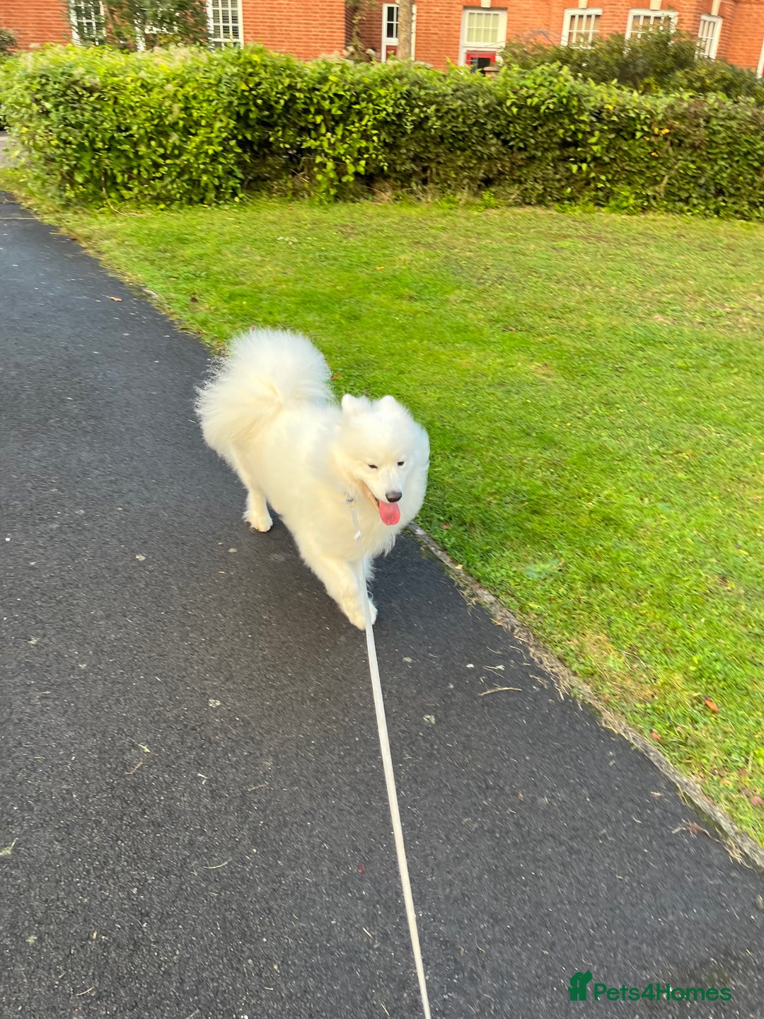 Samoyed dogs for sale: Samoyed - male - neutered  - Advert 9