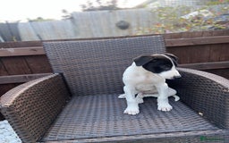 Lurcher dogs for sale: Lurcher puppies  - Image 5