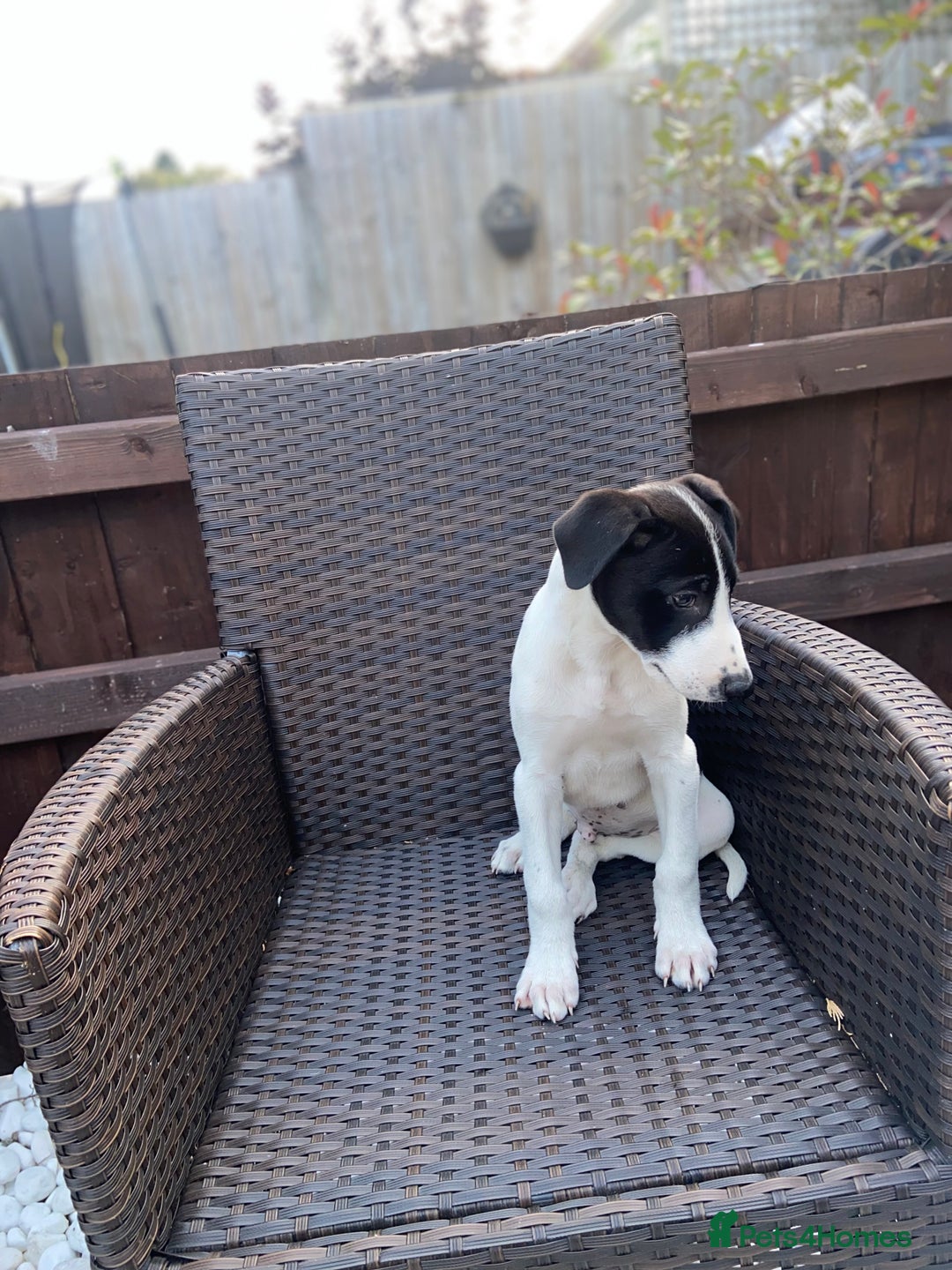 Lurcher dogs for sale: Lurcher puppies  - Image 5