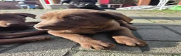 Labrador Retriever dogs for sale: 3 gorgeous labs - Advert 3
