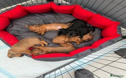 Mixed Breed dogs for sale: Beautiful Doxies - Image 16