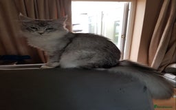 Maine Coon cats for sale: Pure bread maine coon kittens ready to go now  in Rochdale - Image 2