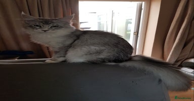 Maine Coon cats in Rochdale - Advert 8