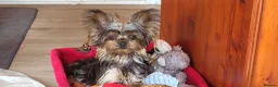 Yorkshire Terrier dogs for sale: Stunning Yorkshire Terrier puppies.  - Advert 9