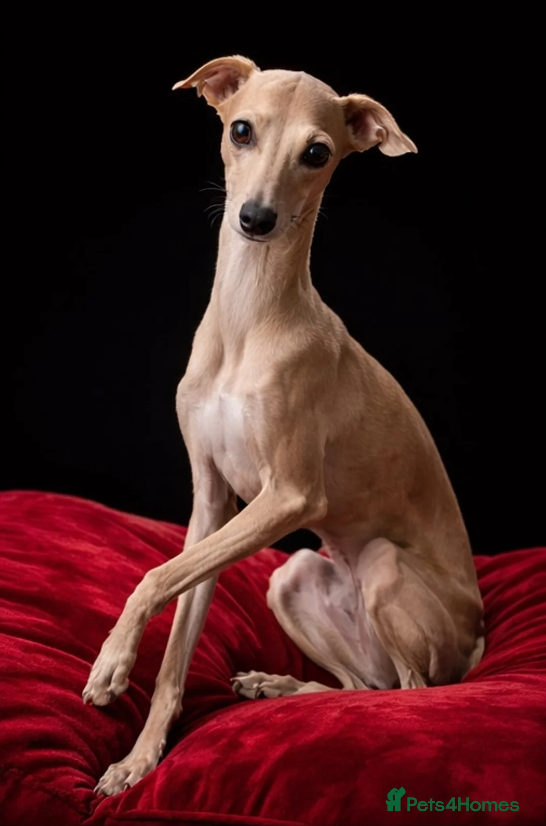 Italian Greyhound dogs for stud: 👑🐕Italian Greyhound stud dog available ✨ - Advert 7