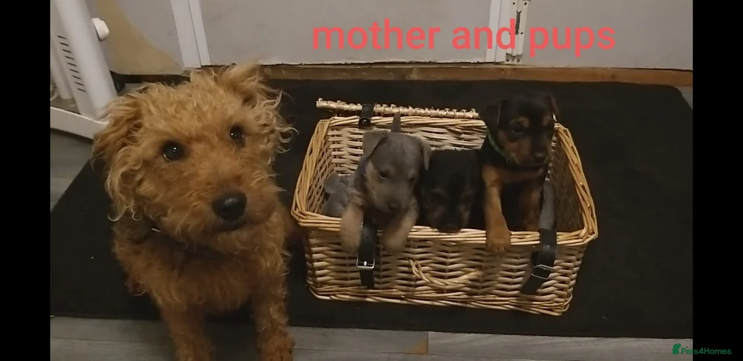 Lakeland Terrier dogs for sale: Gorgeous lakeland terrier puppies for sale  - Advert 1