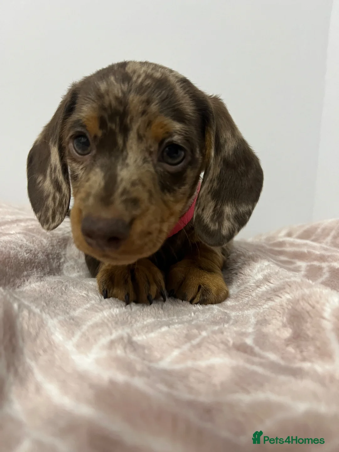 Miniature Dachshund dogs for sale: Miniature Dachshund Puppies for Sale - Advert 8