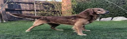 Golden Retriever dogs for sale: KC Reg Dark Red Golden Retriever-100% DNA Tested - Advert 10