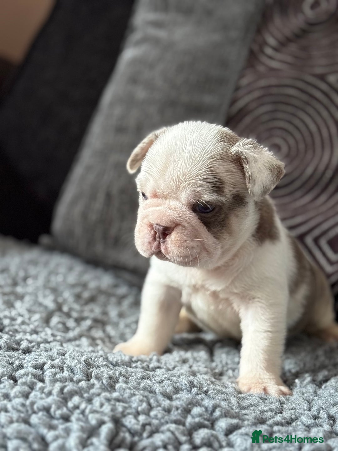 French Bulldog dogs for sale: Beautiful French bulldog puppies Available  - Image 3
