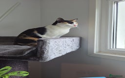 Arabian Mau cats for adoption: Female Rescue Cat for Adoption - Image 6