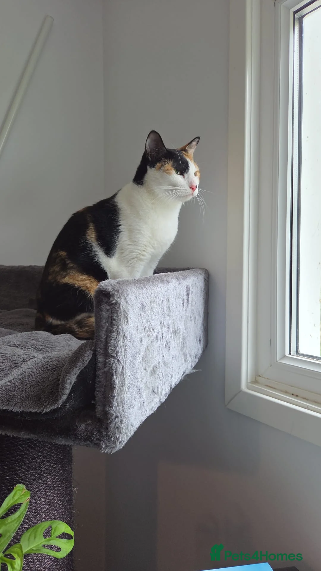 Arabian Mau cats for adoption: Female Rescue Cat for Adoption - Advert 9