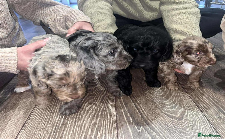Mixed Breed dogs Doxipoo 1 male 3 female  - Advert 2