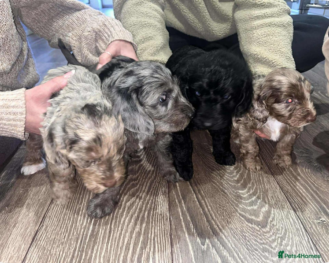 Mixed Breed dogs for sale: Doxipoo 1 male 3 female  - Advert 1