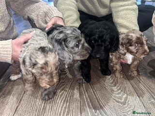 Mixed Breed dogs Doxipoo 1 male 3 female - Advert 1