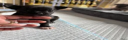 Chihuahua dogs for sale: 🐾 Stunning Chihuahua Puppies Available 🐾 - Advert 19