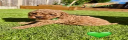 Toy Poodle dogs for sale: 🐾 GORGEOUS RED TOY POODLE GIRLS - Advert 10